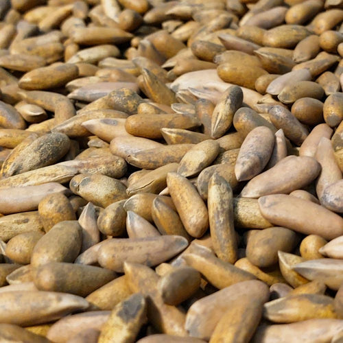 PINE NUT EXCELLENCE LOOSE